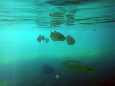 Flutuação no Rio do Peixe